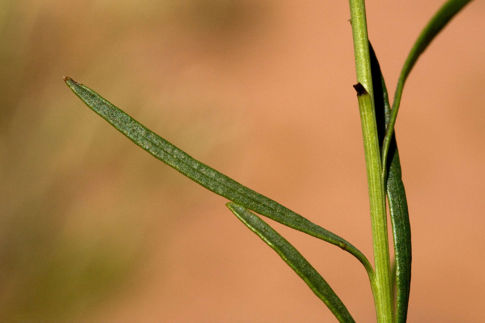 Lorandersonia pulchella (A. Gray) Urbatsch, R. P. Roberts & Neubig的圖片