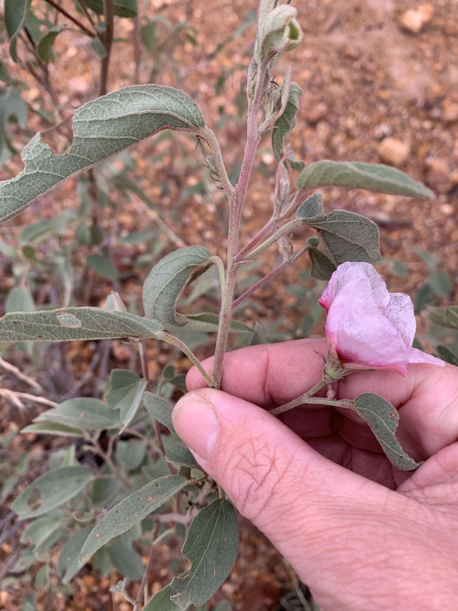 Image of Cienfuegosia australis (F. Müll.) K. Schum.