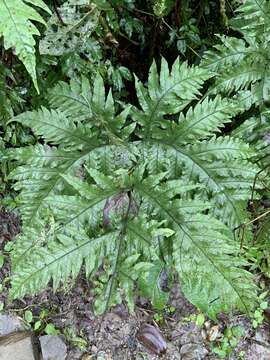 Image of Tectaria griffithii (Bak.) C. Chr.