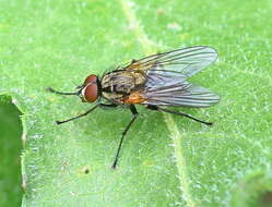 Image of Root-maggot fly