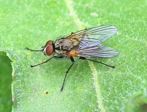 Image of Root-maggot fly