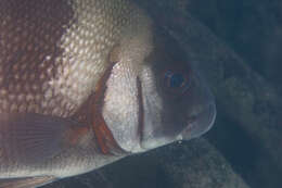 Image of Brown Sweetlips