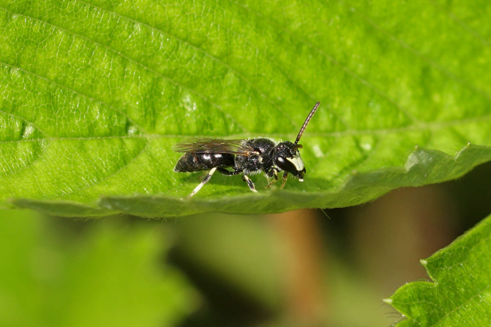 Image of Hyaline Masked Bee