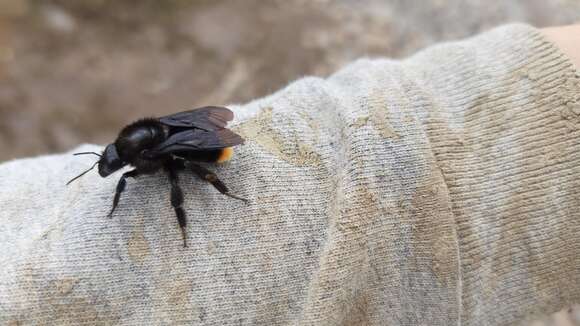 Image of Bombus diligens Smith 1861