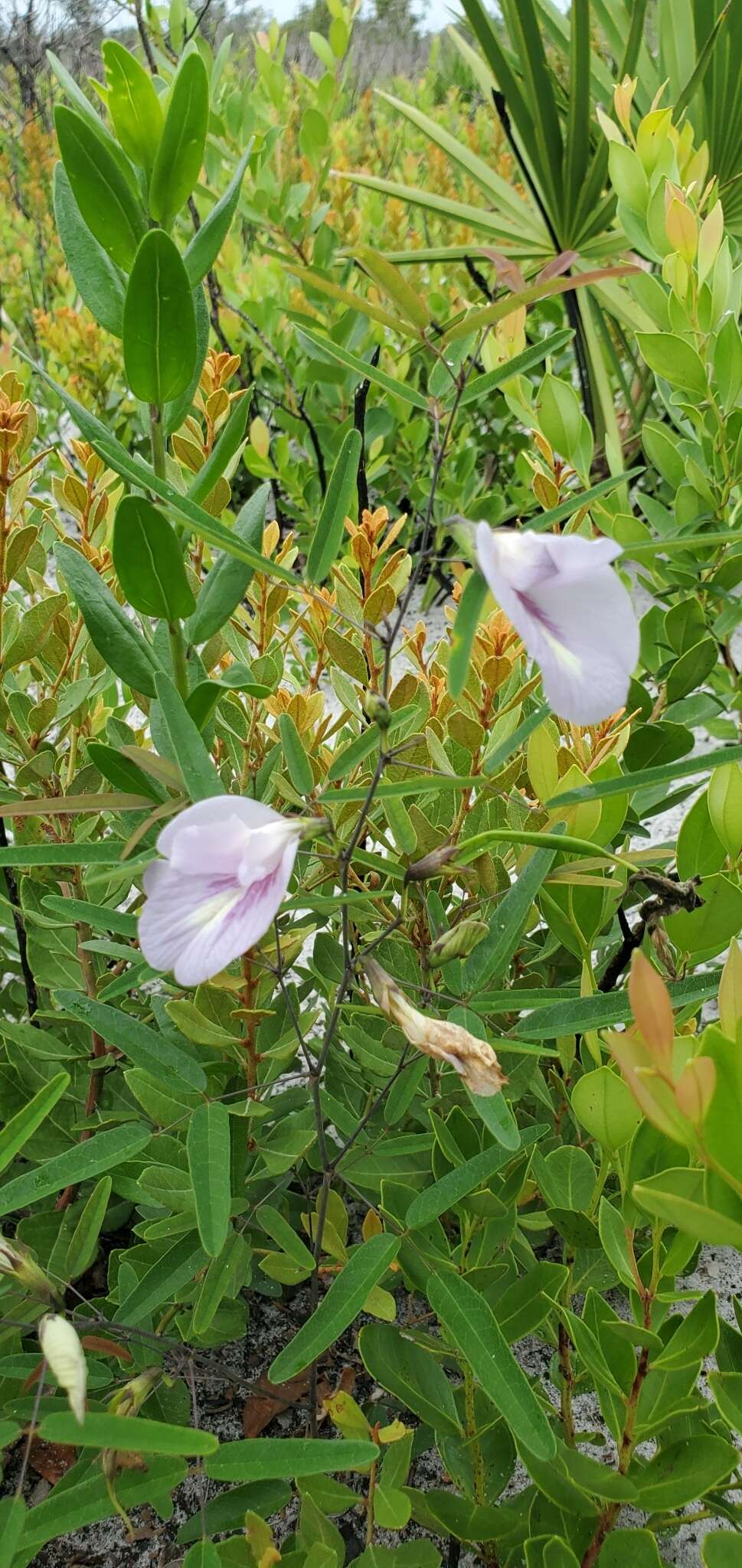 Plancia ëd Clitoria fragrans Small