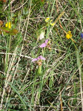 Image of Woodcock bee-orchid