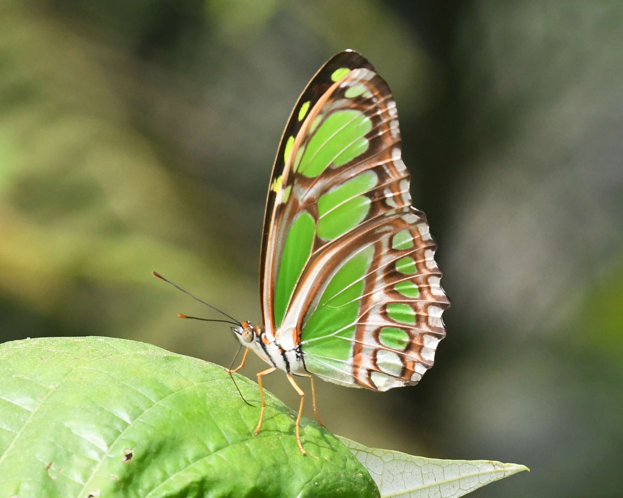 Image of Philaethria ostara