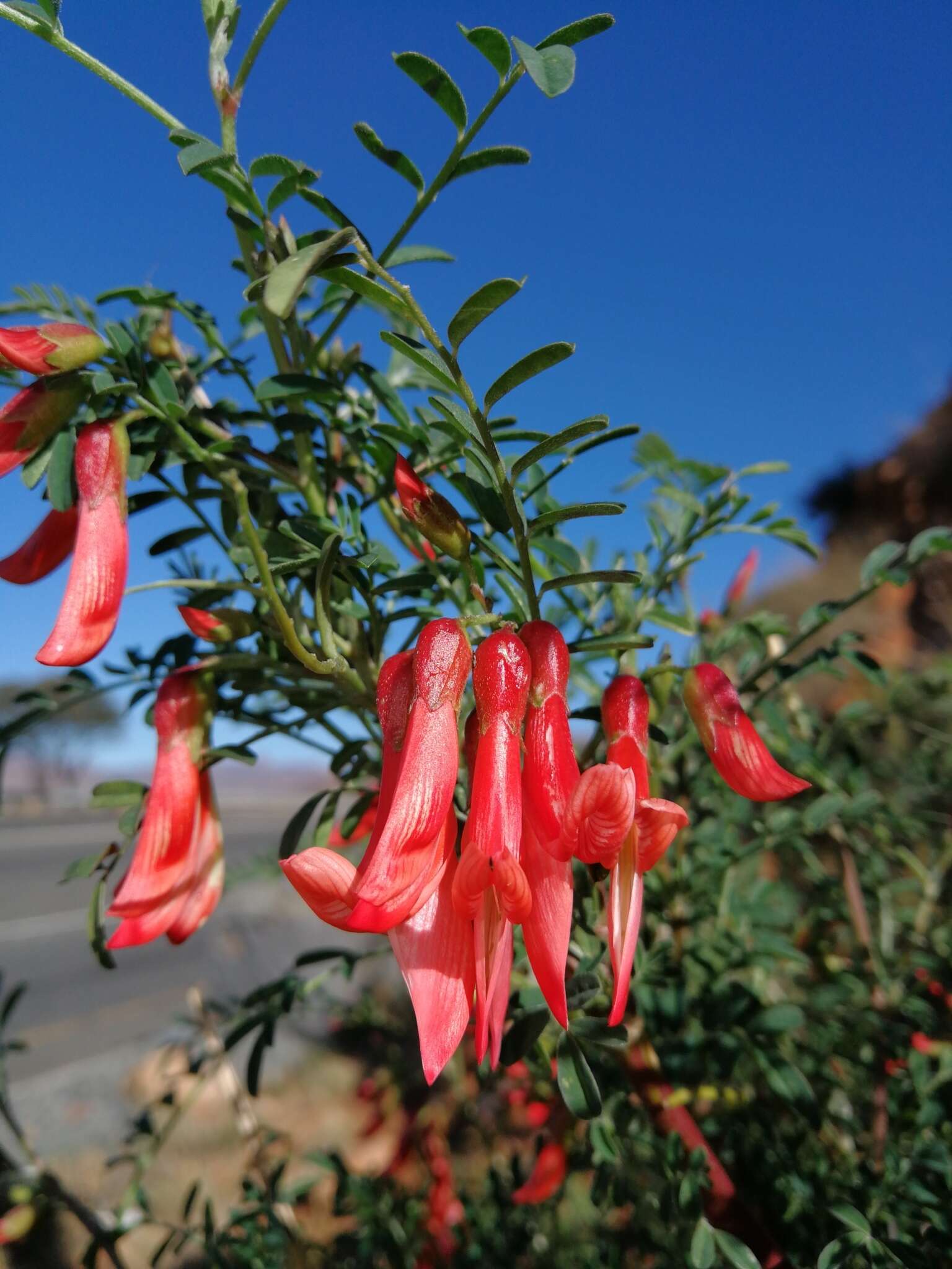 Image de Lessertia frutescens (L.) Goldblatt & J. C. Manning