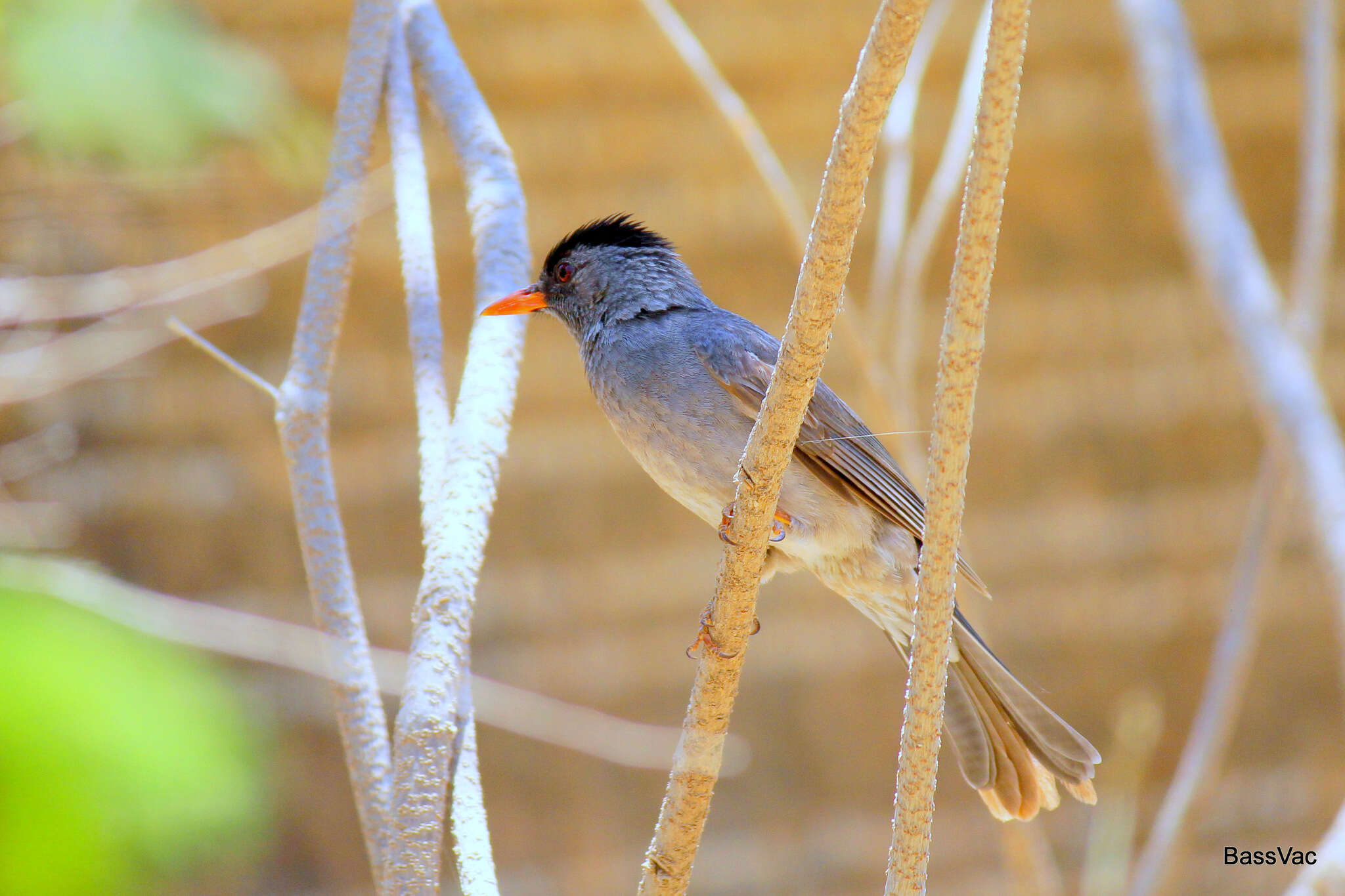 Image of Madagascar Black Bulbul