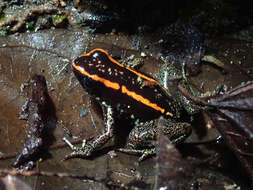 Image of Golfodulcean Poison Frog