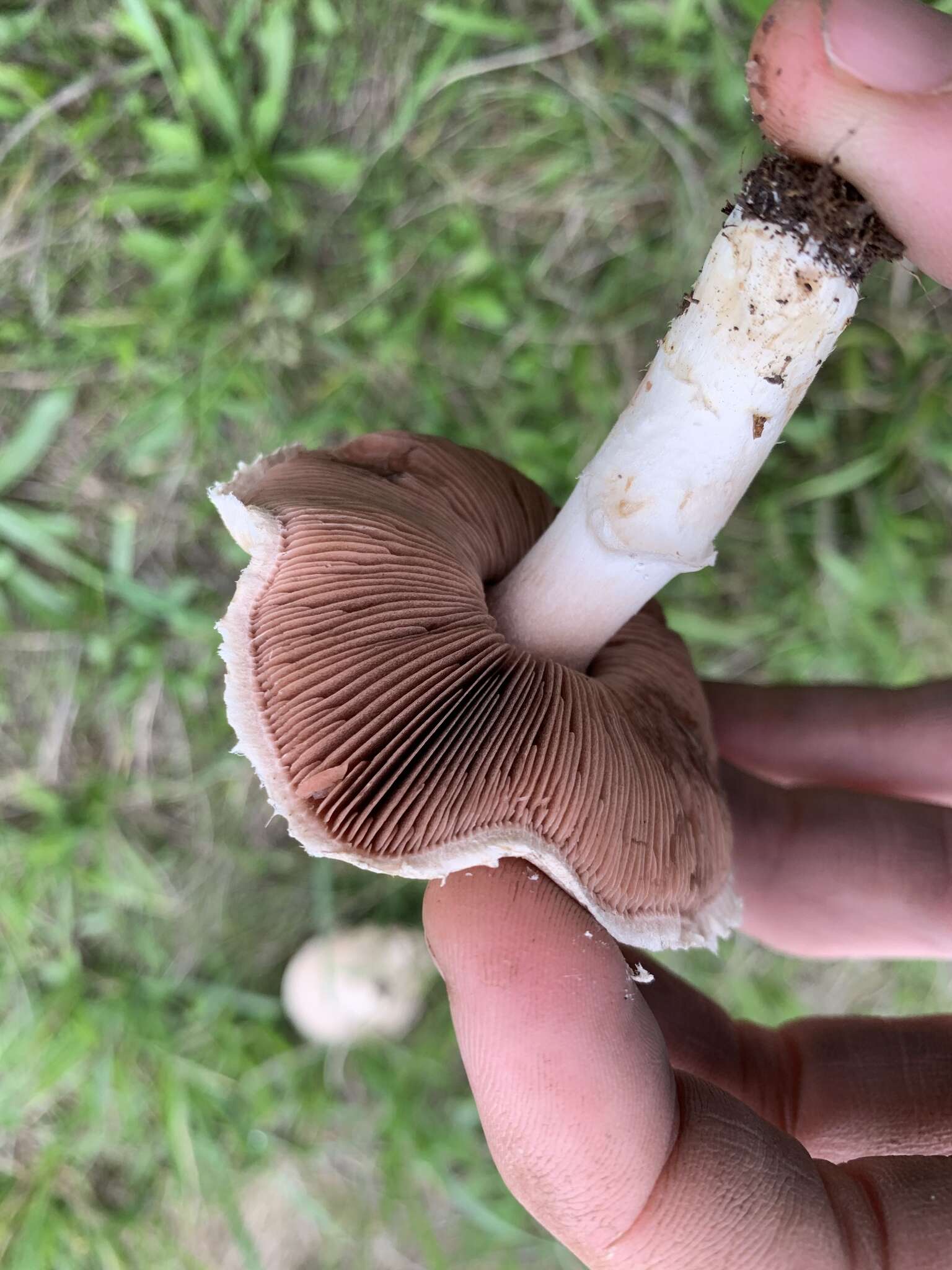 Image of Agaricus porphyrocephalus F. H. Møller 1952