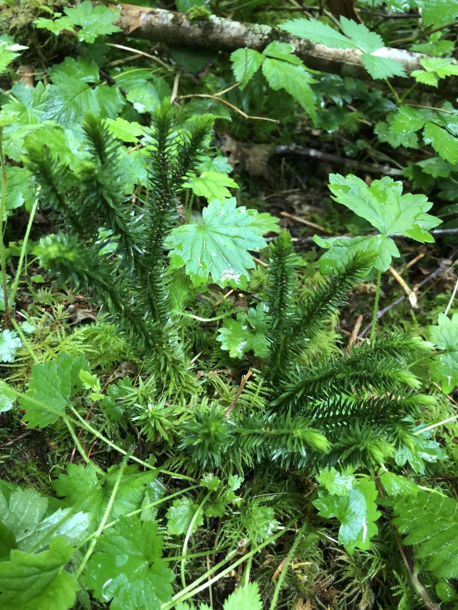 Image of western clubmoss