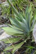 Image of Agave hiemiflora Gentry