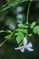 Image of Jasminum grandiflorum L.