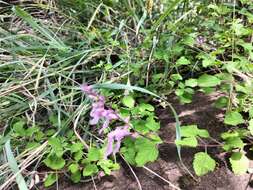 Image de Ocimum labiatum (N. E. Br.) A. J. Paton