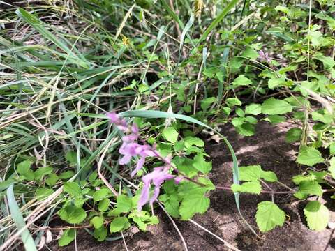 Image of Ocimum labiatum (N. E. Br.) A. J. Paton