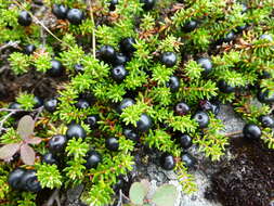 صورة Empetrum nigrum subsp. hermaphroditum (Hagerup) Böcher