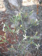 Image of Petrorhagia illyrica (Ard.) P. W. Ball & Heywood