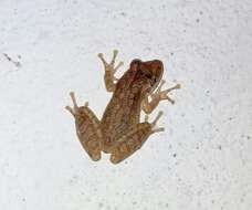 Image of Fowler's snouted tree frog