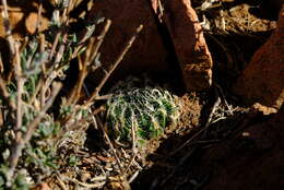Image of Haworthia arachnoidea var. namaquensis M. B. Bayer