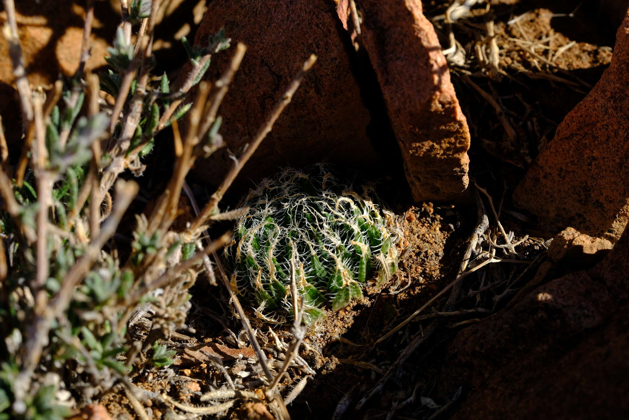 Image of Haworthia arachnoidea var. namaquensis M. B. Bayer