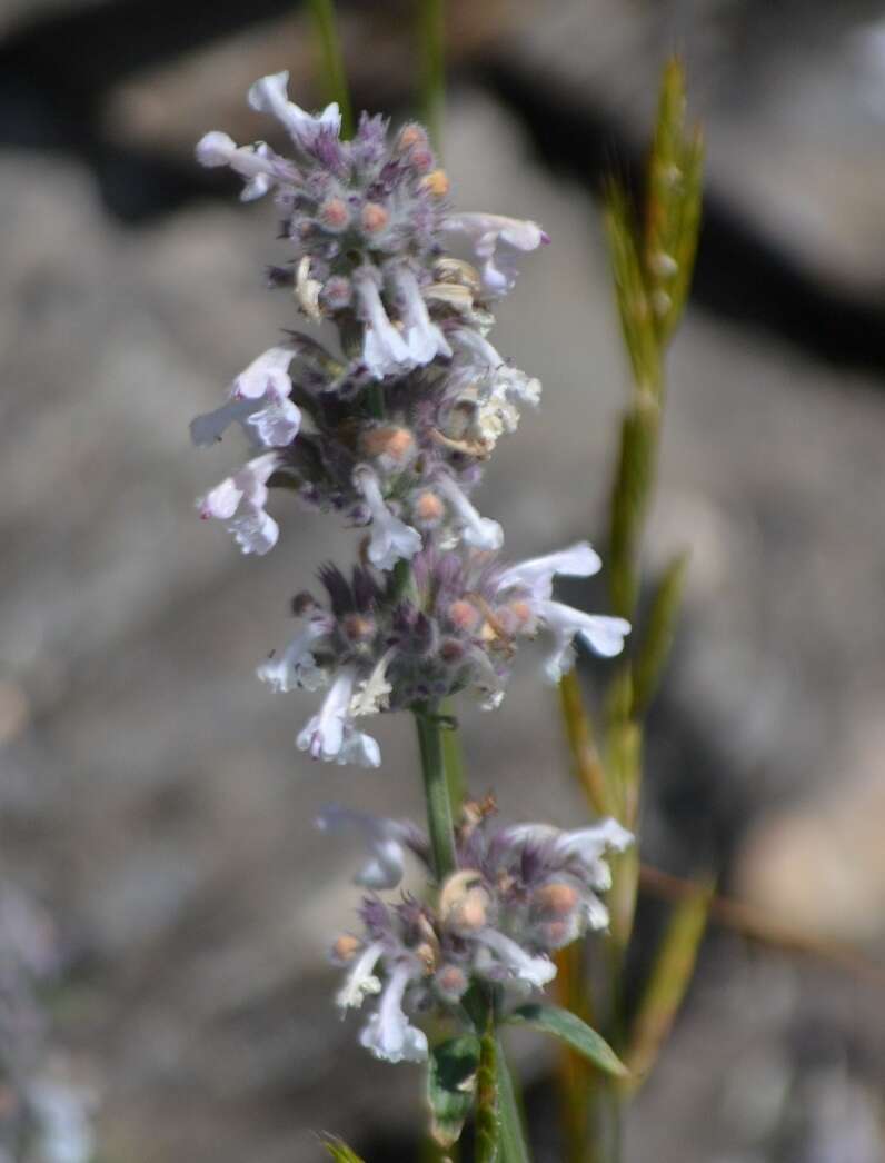 Image de Nepeta nepetella L.