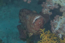 Image of Peacock rockcod