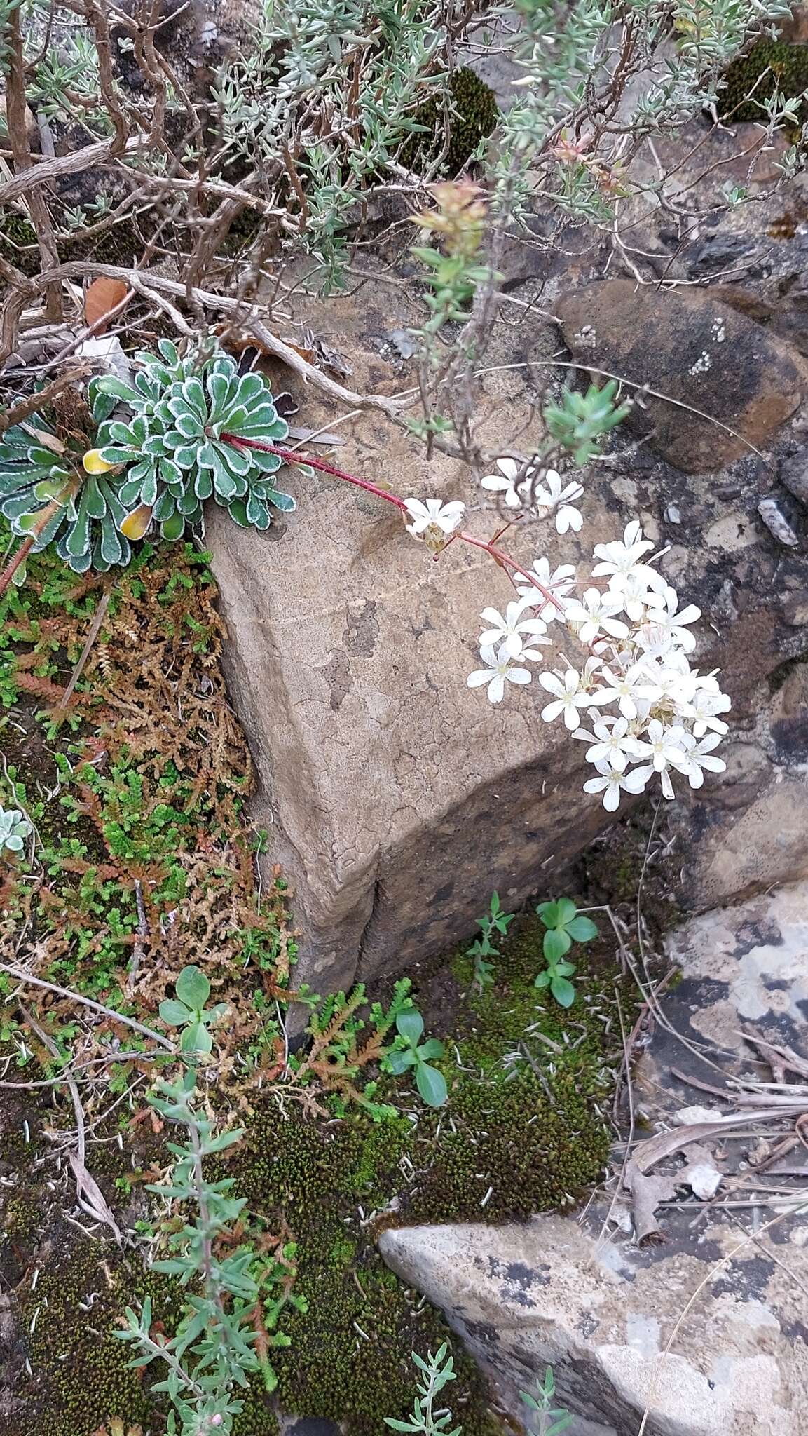 Image of Saxifraga cochlearis Rchb.