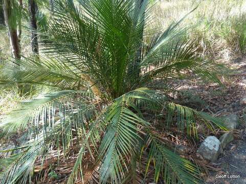 Image of Macrozamia miquelii (F. Muell.) A. DC.