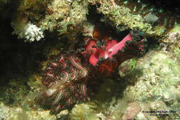 Image of Elegant flatworm