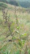 Image of Inula racemosa Hook. fil.