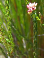 Image of Erica rhopalantha var. rhopalantha