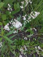 Image of Bladder Campion