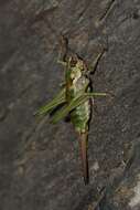 Image of Antaxius (Chopardius) chopardi Morales-Agacino 1936