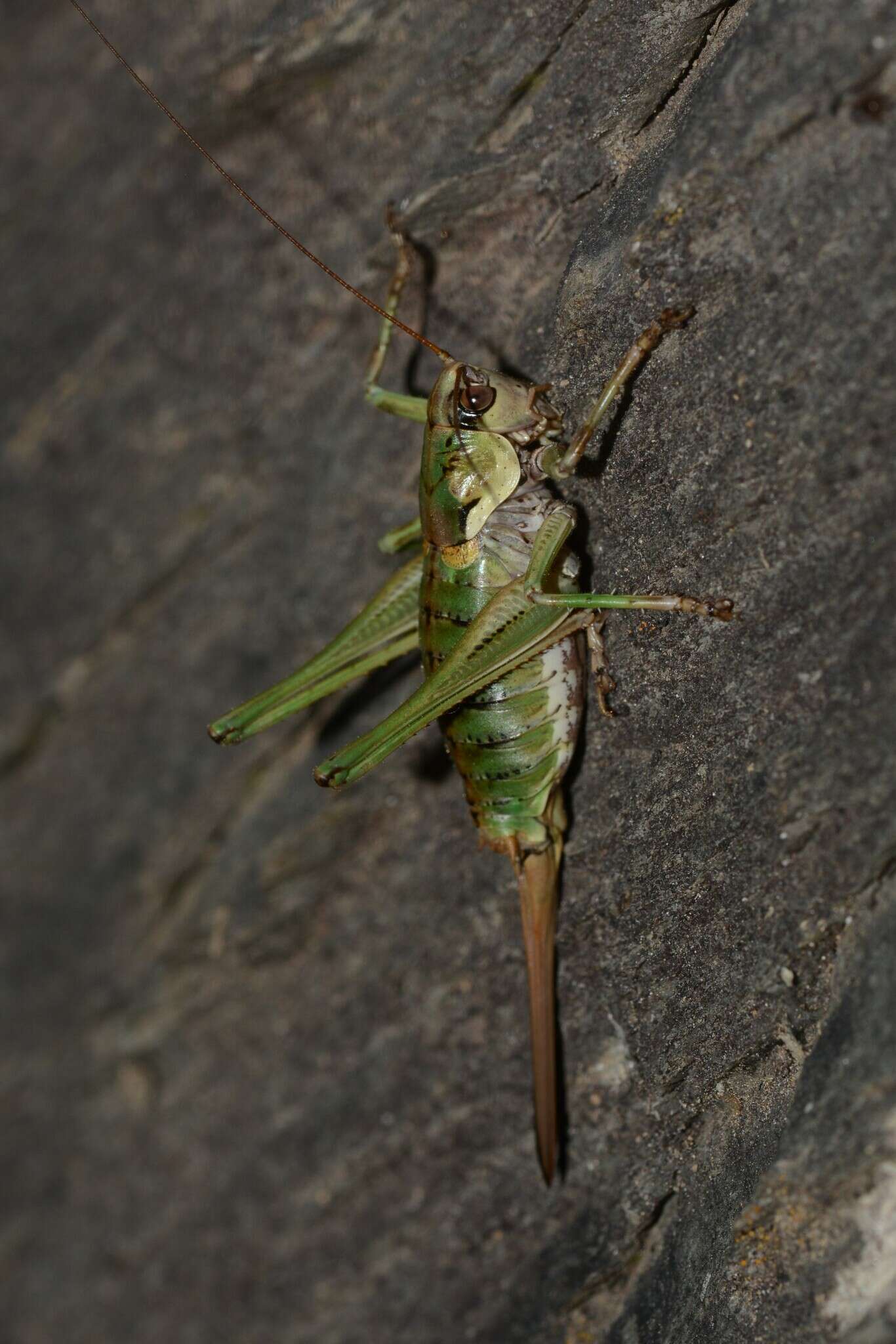 Image of Antaxius (Chopardius) chopardi Morales-Agacino 1936