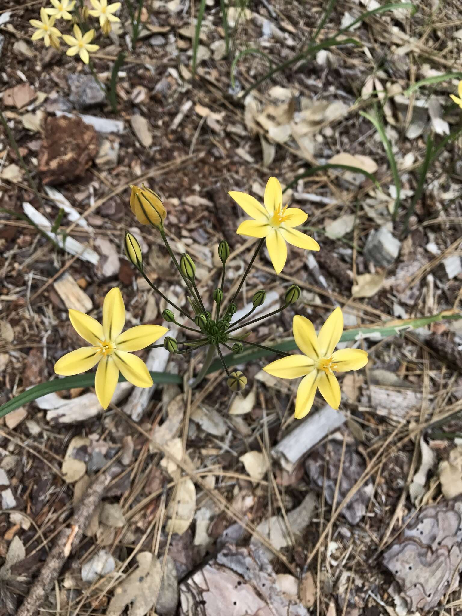 Sivun Triteleia ixioides subsp. scabra (Greene) L. W. Lenz kuva