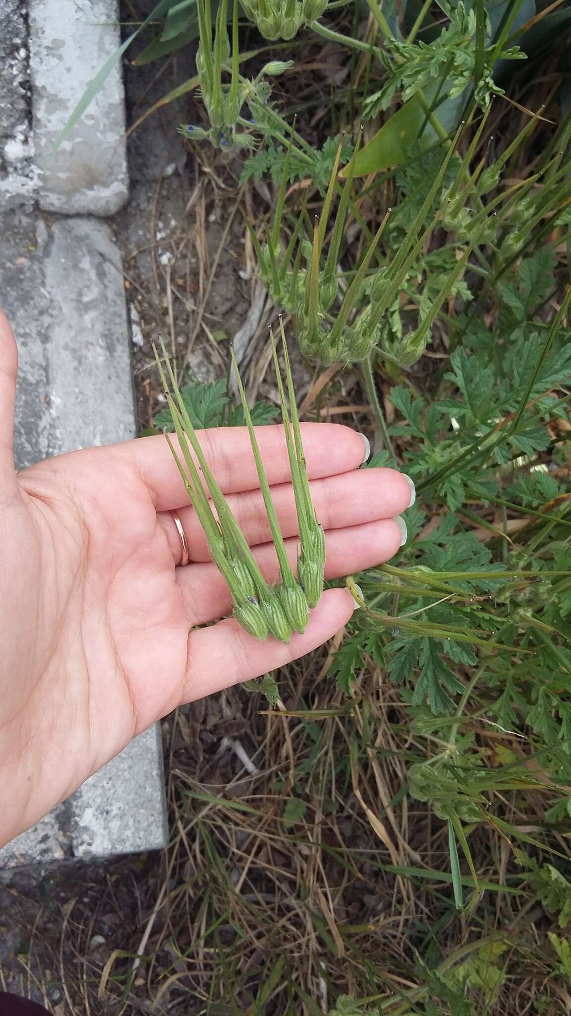 Image de Erodium ciconium (L.) L'Her.