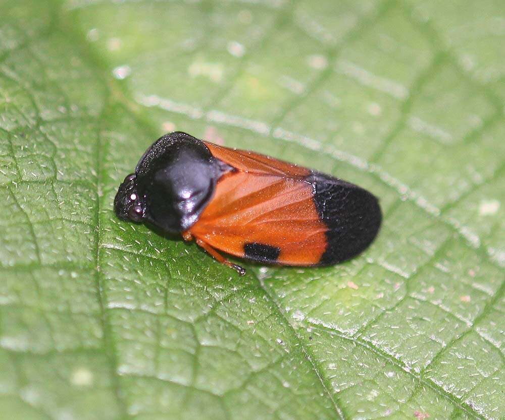 Image of Cosmoscarta pulchella Butler 1874