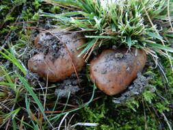 Image of Tricholoma batschii Gulden 1969