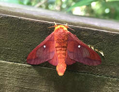 Image of Pink-striped Oakworm