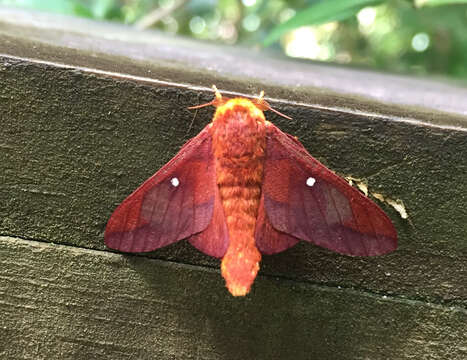 Image of Pink-striped Oakworm