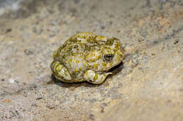 Image of Arroyo toad