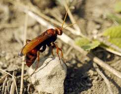 Слика од Cryptocheilus rubellus (Eversmann 1846)