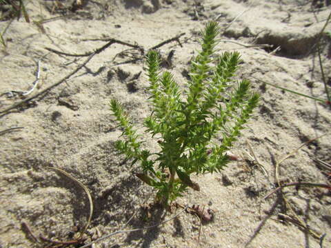 Image of Chenopodiopsis hirta (L. fil.) O. M. Hilliard