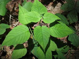 Image of Circaea cordata Royle