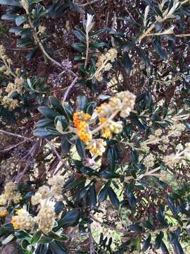 Image of Buddleja coriacea Remy