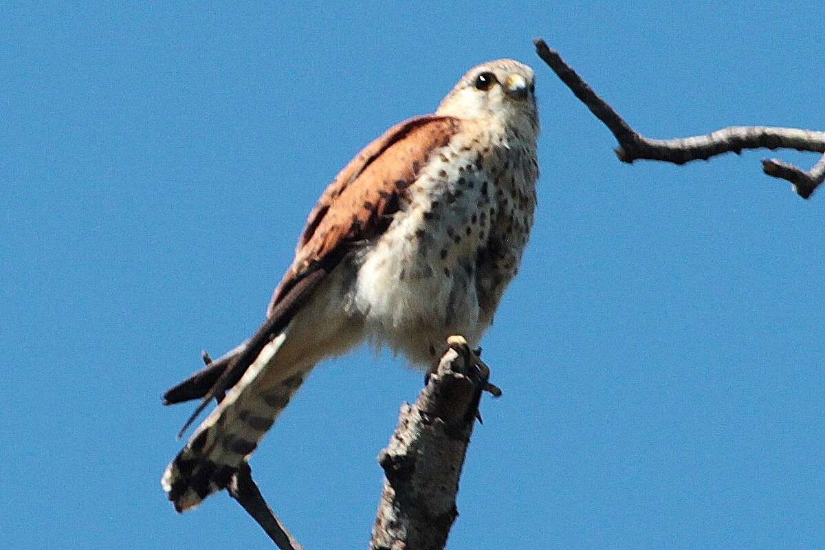 Image of Madagascar Kestrel