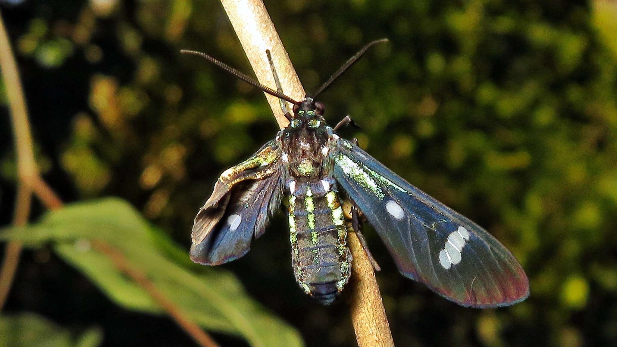 Image of Leucotmemis nexa Herrich-Schäffer 1854