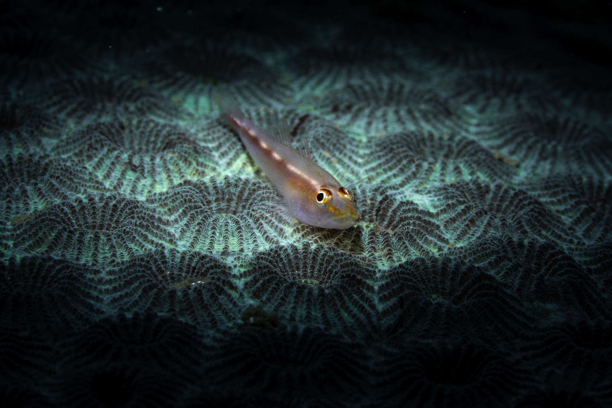 Image of Michel's ghost goby