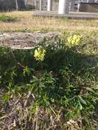 Image of Thermopsis chinensis S. Moore